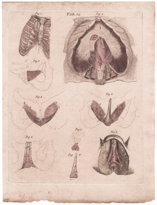 Represents the Aponeuroses or Tendinous Membranes, Views of various Muscles, some of which are not sufficiently shewn in former Figures